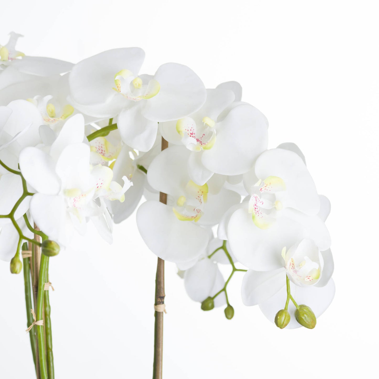 Large White Orchid In Stone Pot 90cm