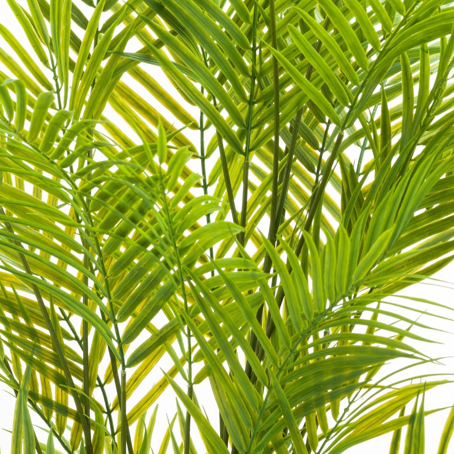 Large Paradise Potted Palm 130cm