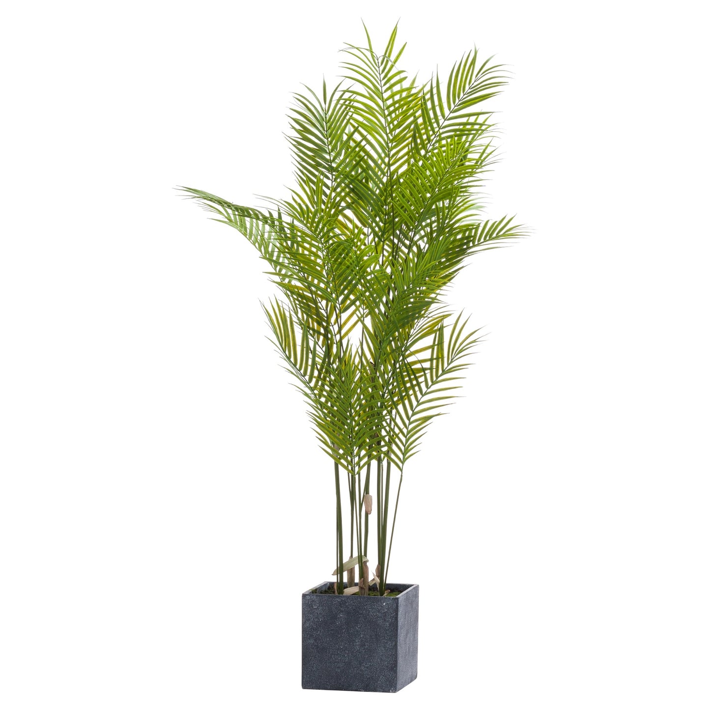 Large Paradise Potted Palm 130cm