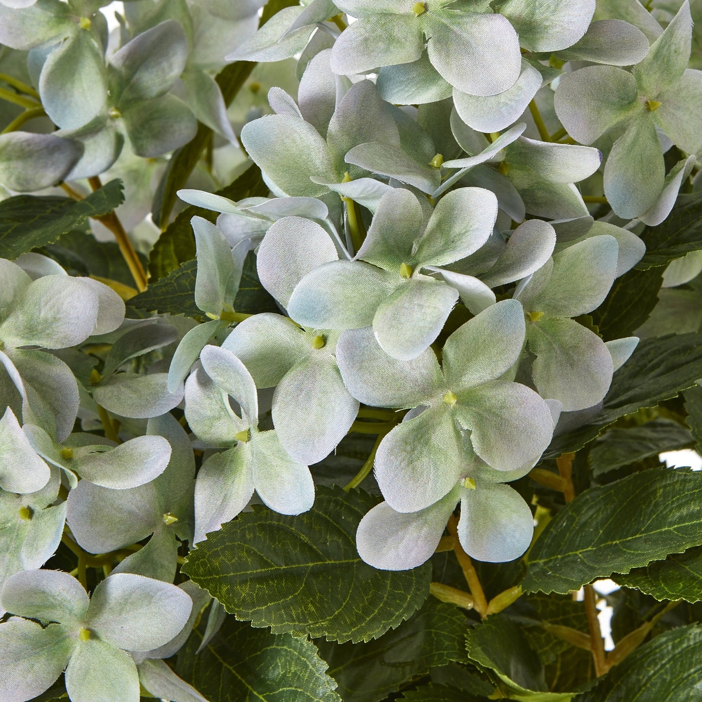 Medium Green Hydrangea Plant In Pot 58cm