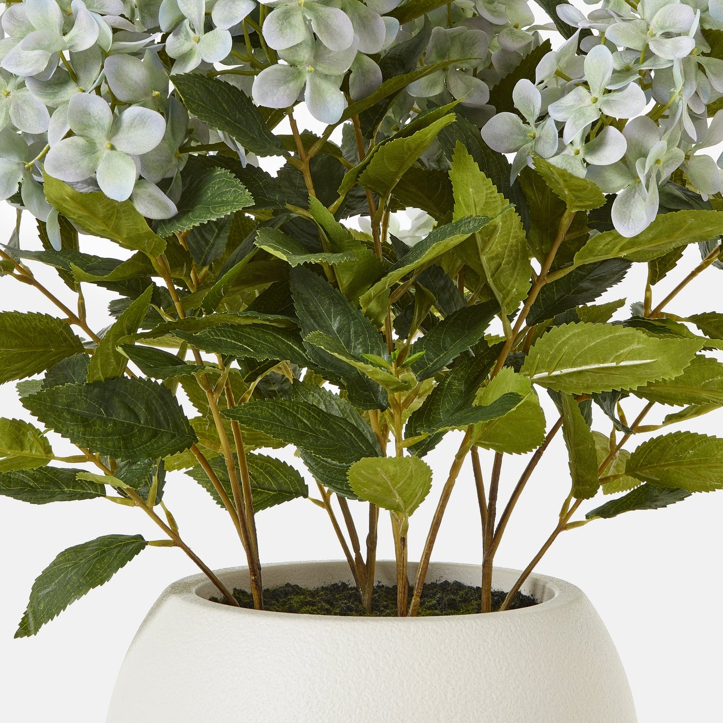 Medium Green Hydrangea Plant In Pot 58cm