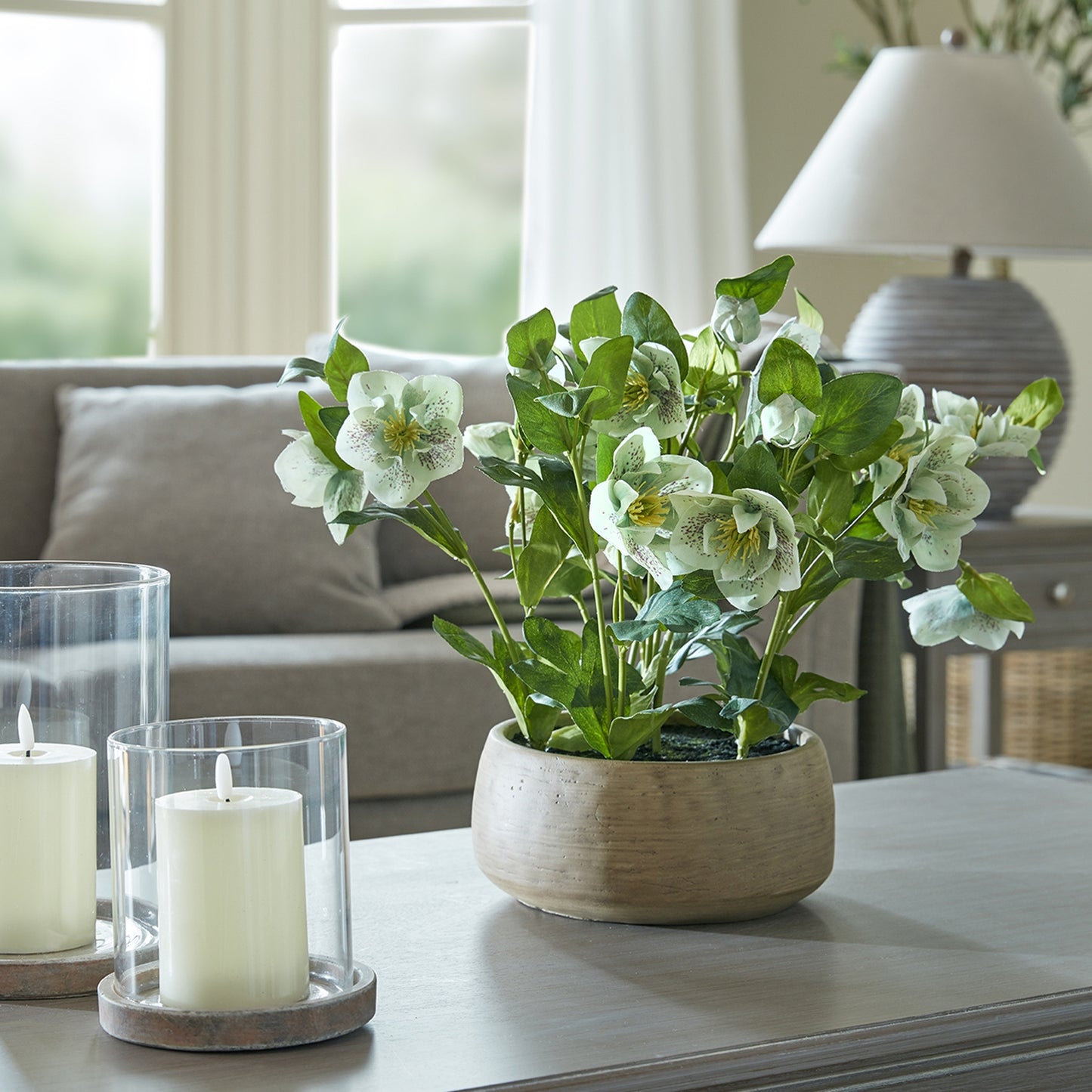 Medium Green Hydrangea Plant In Pot 58cm