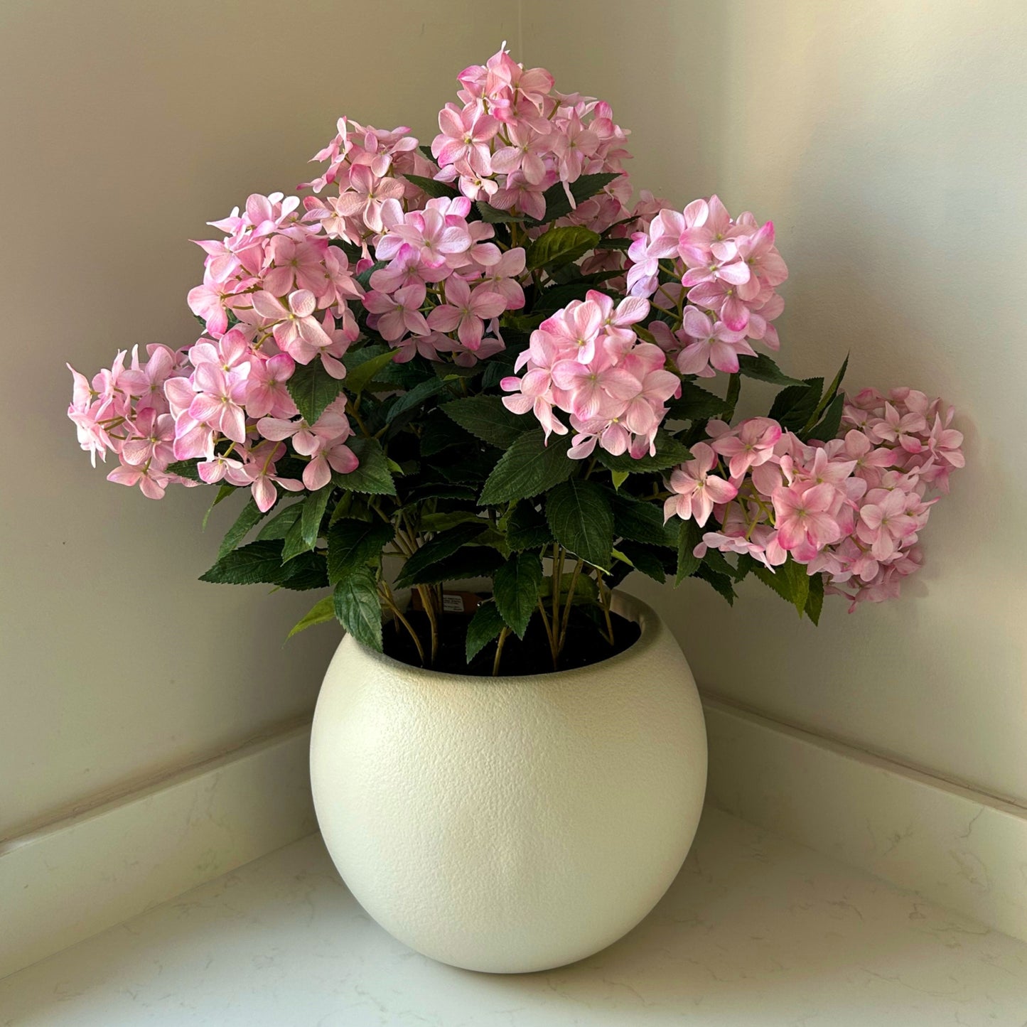 Large Pink Hydrangea Plant in pot 71cm