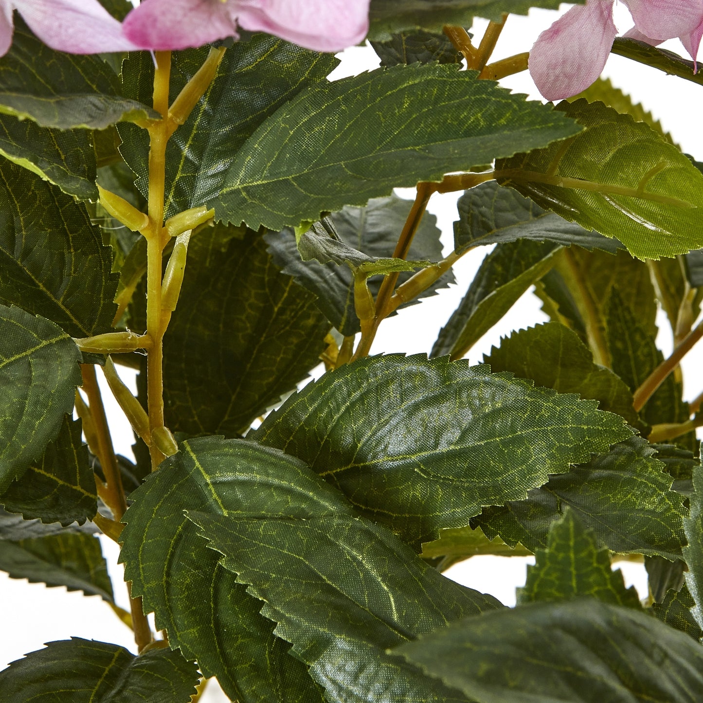 Large Pink Hydrangea Plant in pot 71cm