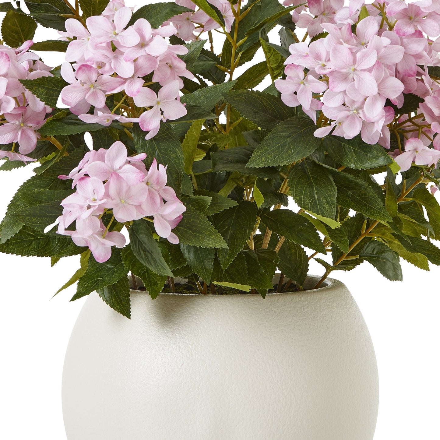 Large Pink Hydrangea Plant in pot 71cm