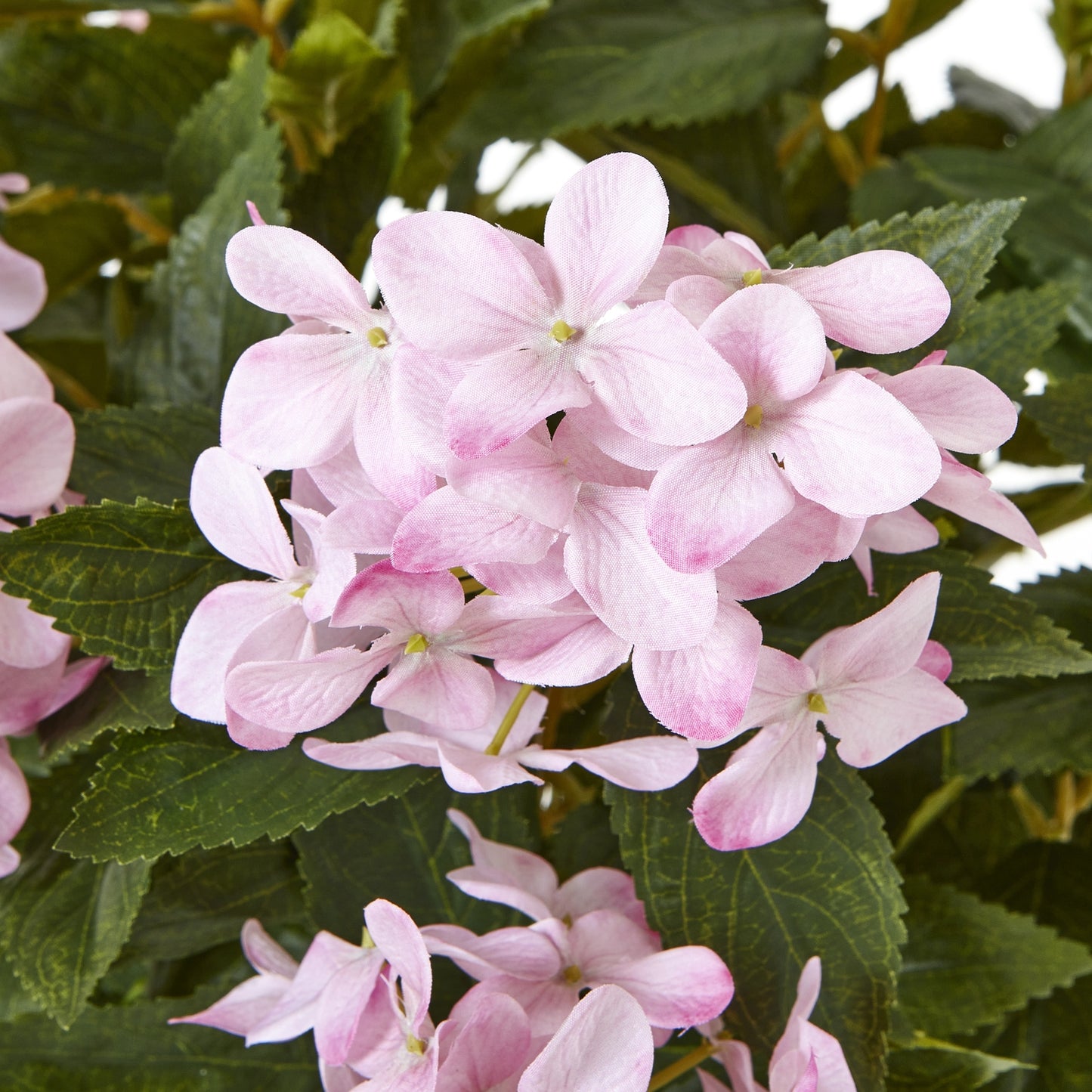 Large Pink Hydrangea Plant in pot 71cm