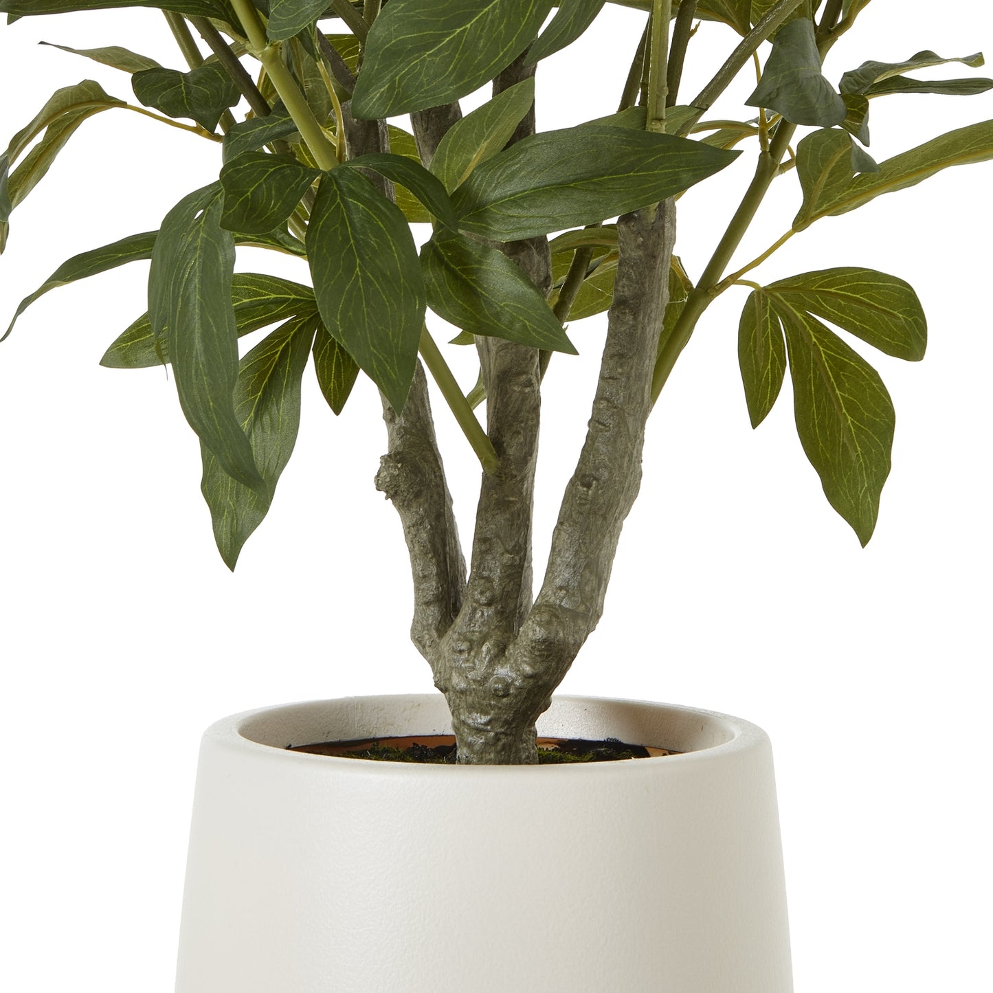 Extra Large White Peony Bush In Pot 106cm