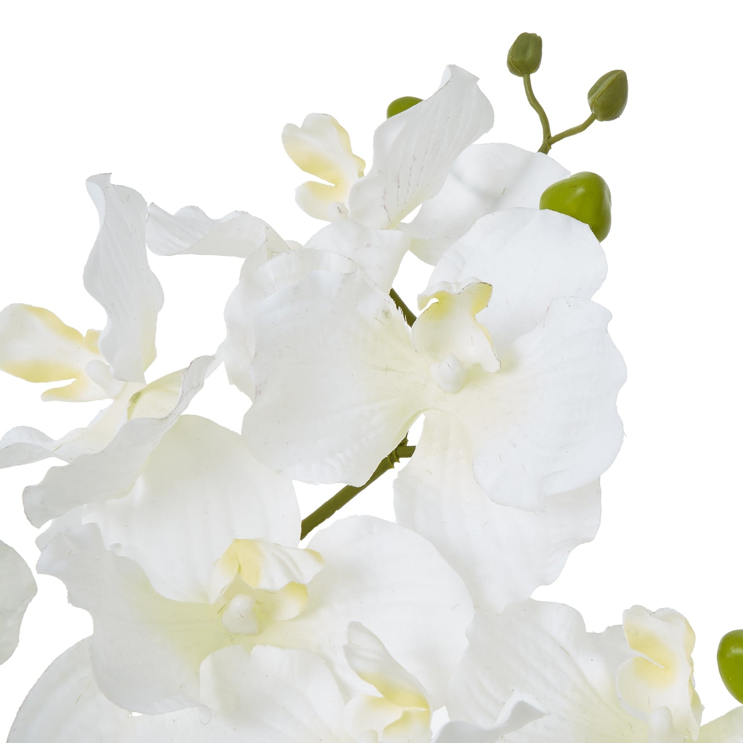 White Vanda Orchid Plant In Ceramic Pot 68cm