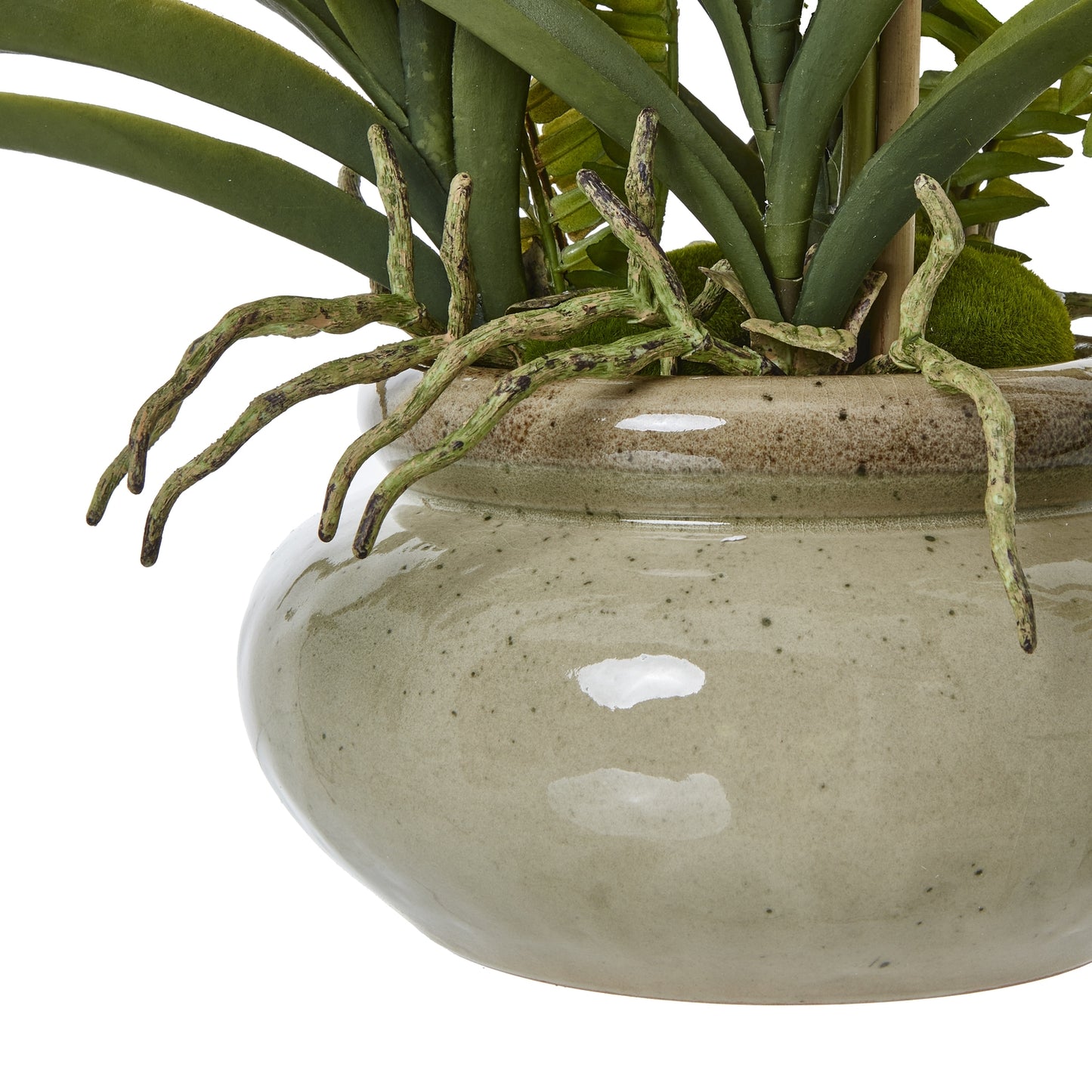 White Vanda Orchid Plant In Ceramic Pot 68cm