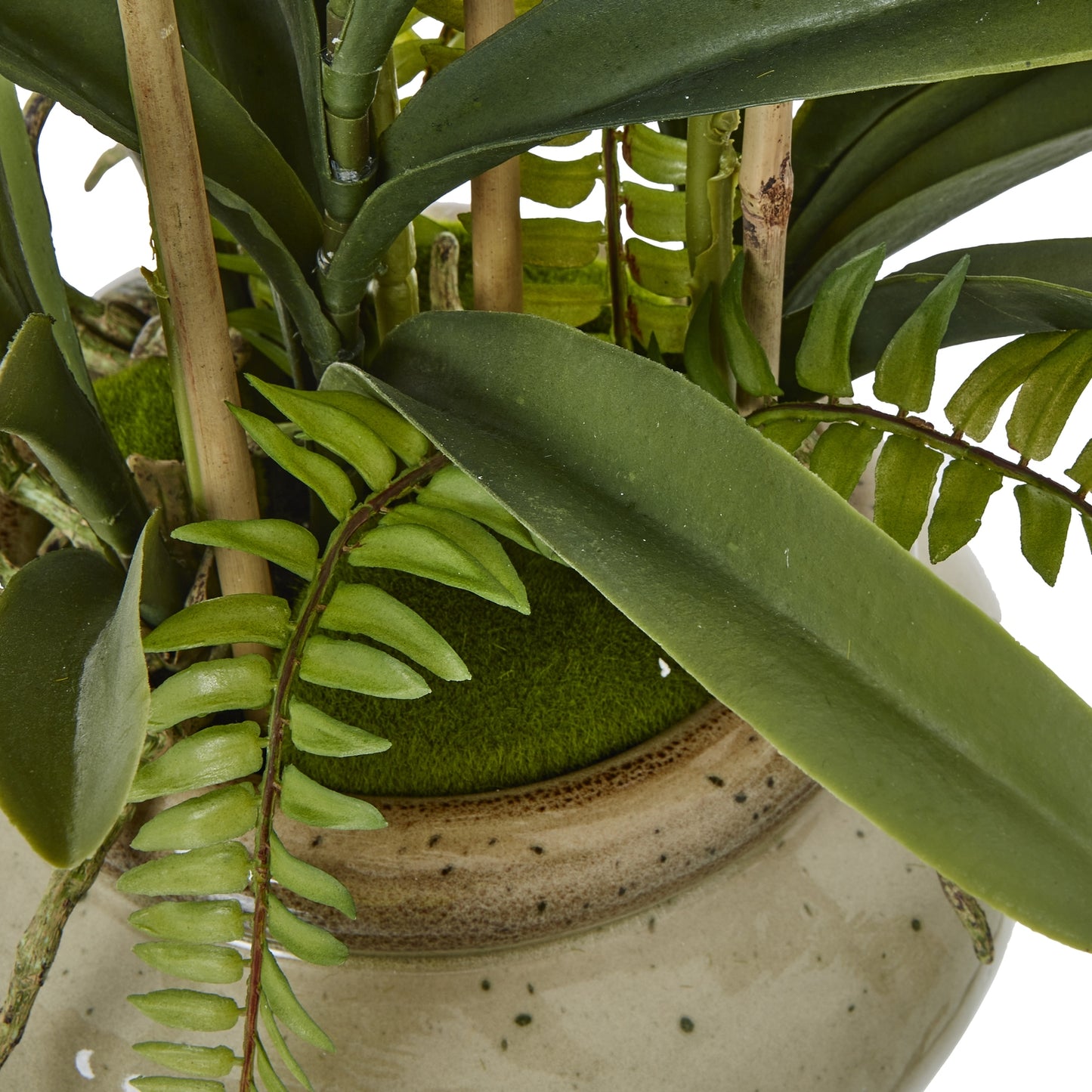 White Vanda Orchid Plant In Ceramic Pot 68cm