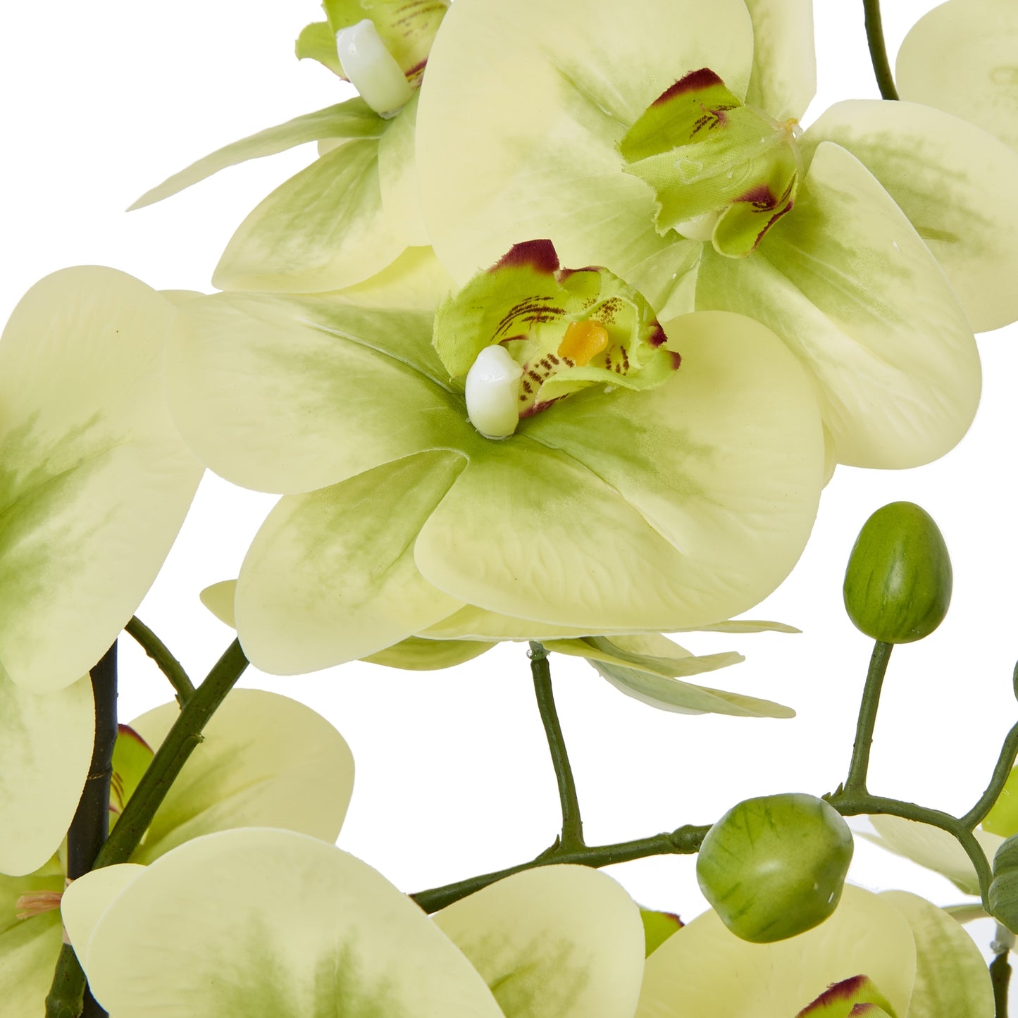 Extra large Green Orchid In Ceramic Pot 77cm