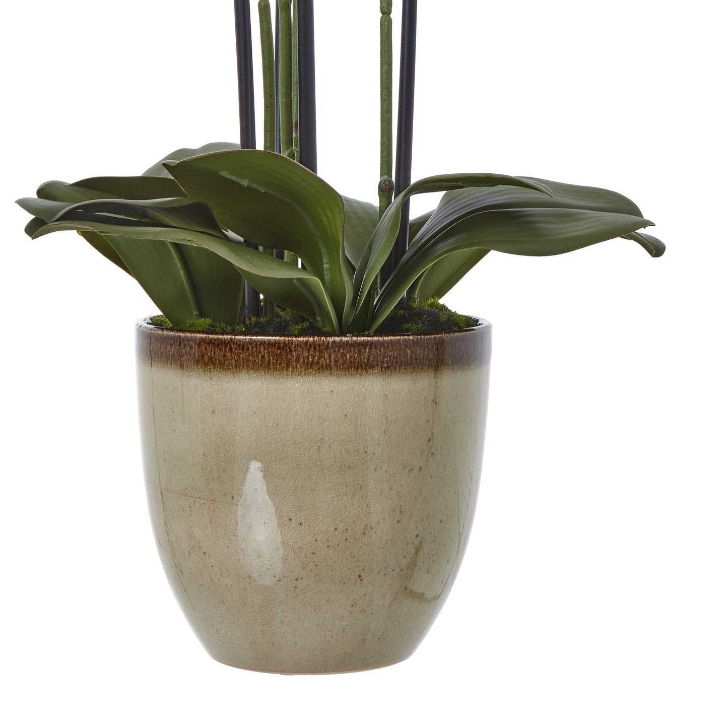 Extra large Green Orchid In Ceramic Pot 77cm