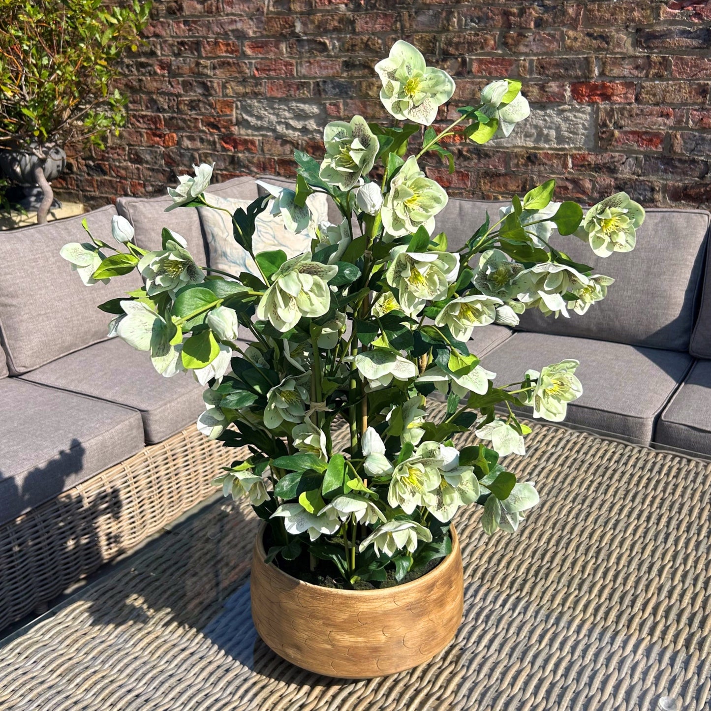 Large Green Hellebore in Taupe Pot 85cm