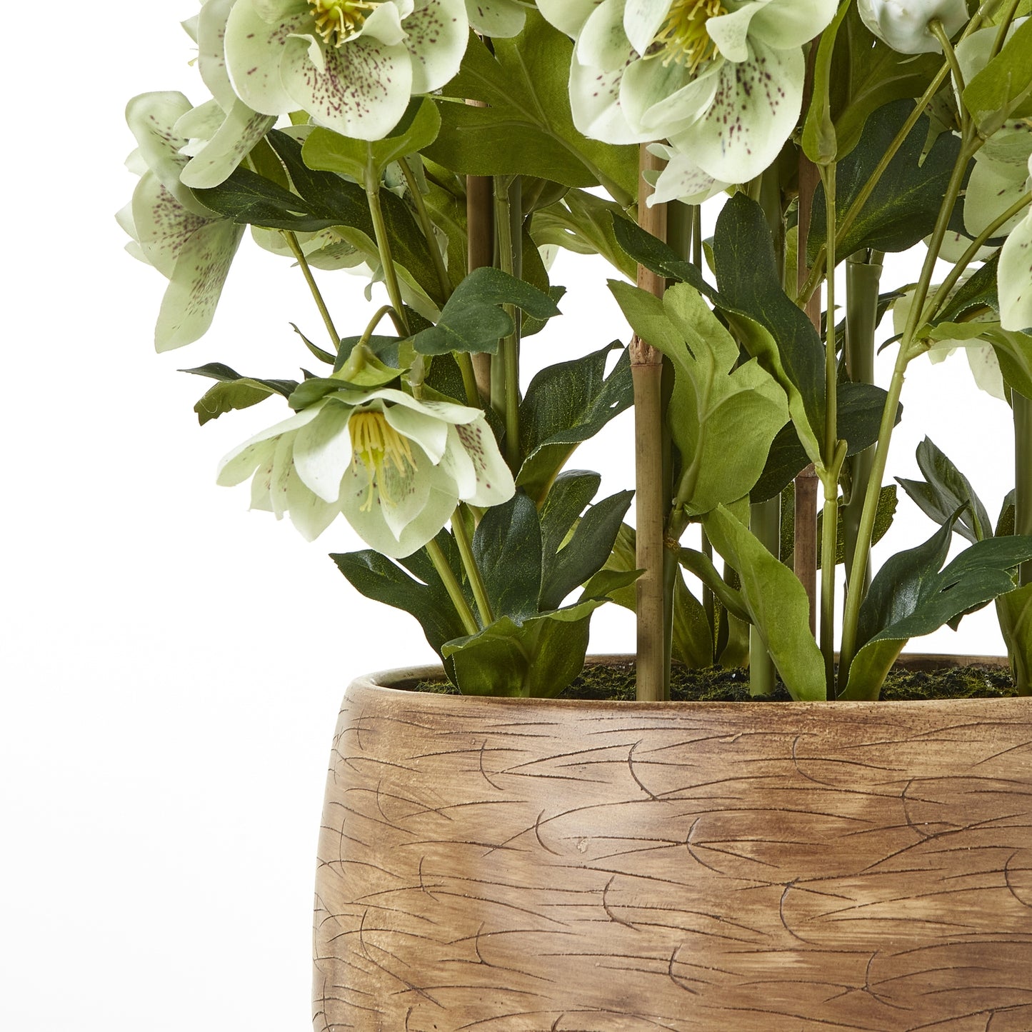 Large Green Hellebore in Taupe Pot 85cm