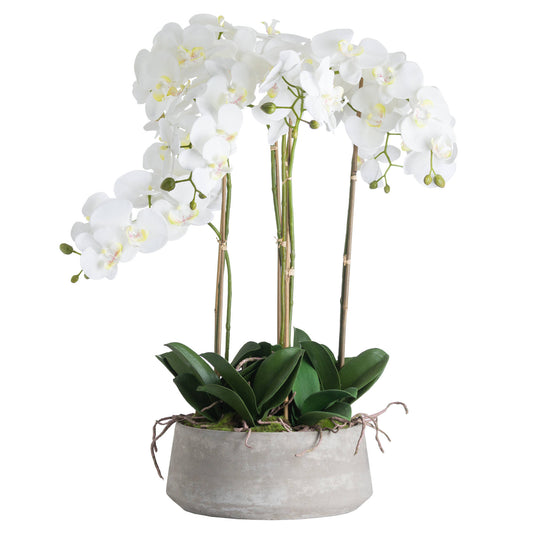Large White Orchid In Stone Pot 90cm