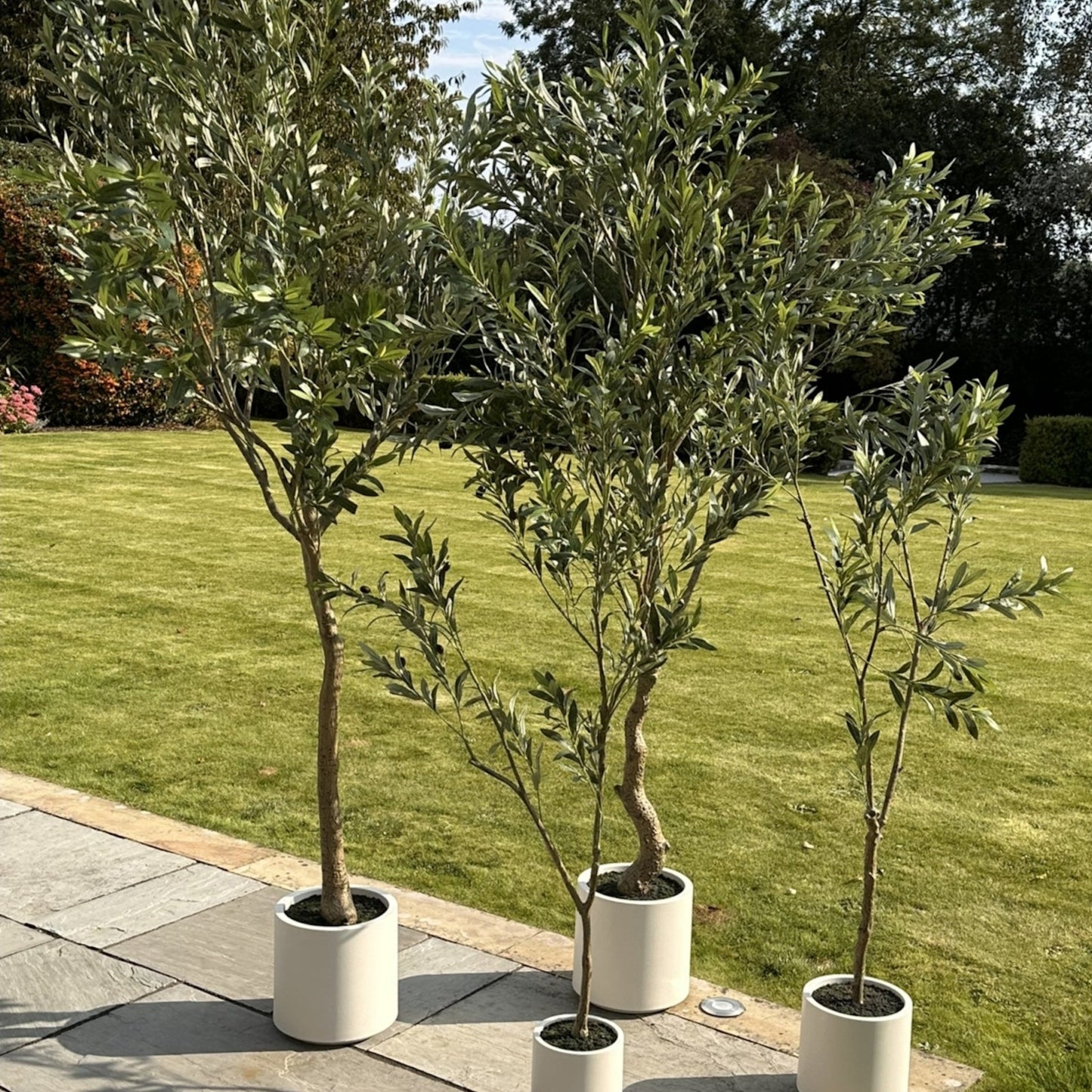 Apulia Olive Tree In White Pot 240Cm