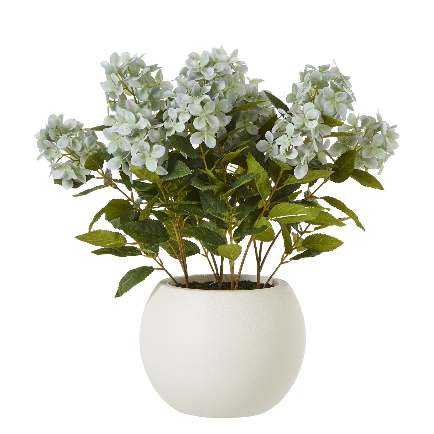 Medium Green Hydrangea Plant In Pot 58cm – Portabello Blinds & Curtains