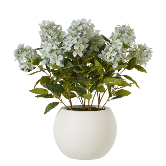 Medium Green Hydrangea Plant In Pot 58cm