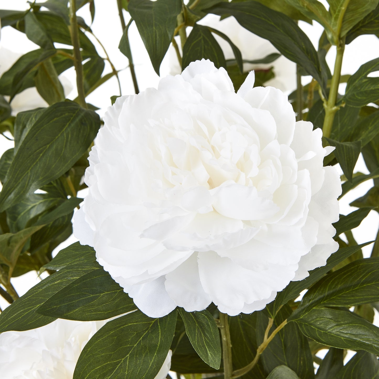 Extra Large White Peony Bush In Pot 106cm