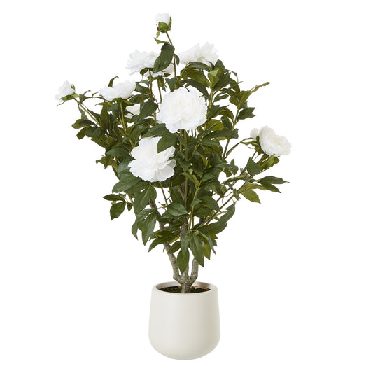 Extra Large White Peony Bush In Pot 106cm