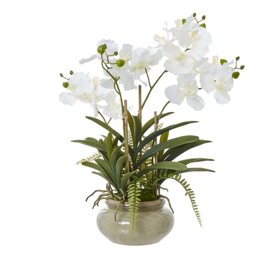White Vanda Orchid Plant In Ceramic Pot 68cm