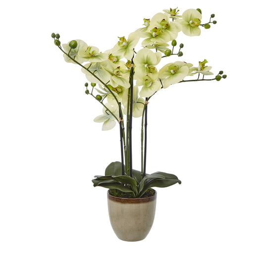 Extra large Green Orchid In Ceramic Pot 77cm