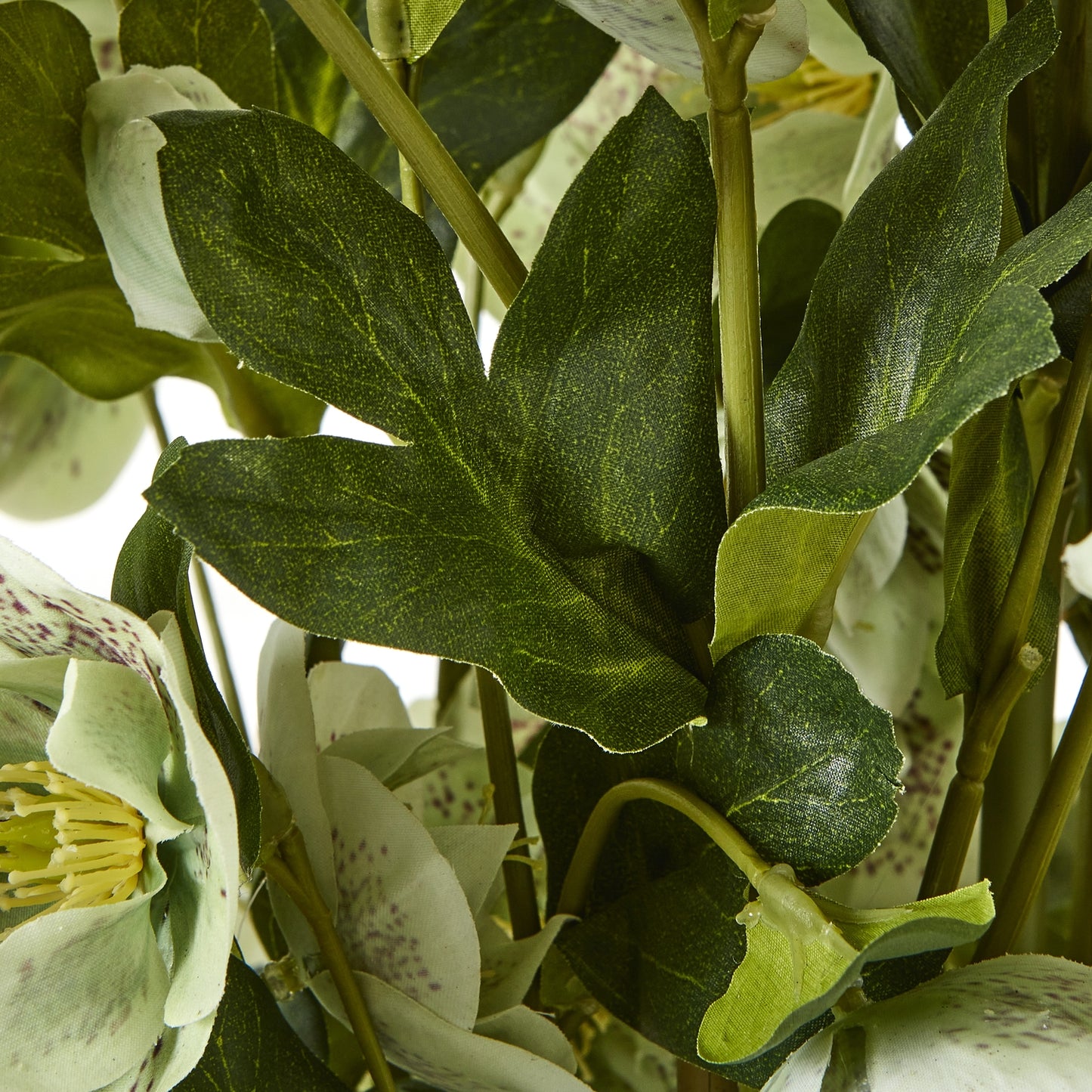 Large Green Hellebore in Taupe Pot 85cm