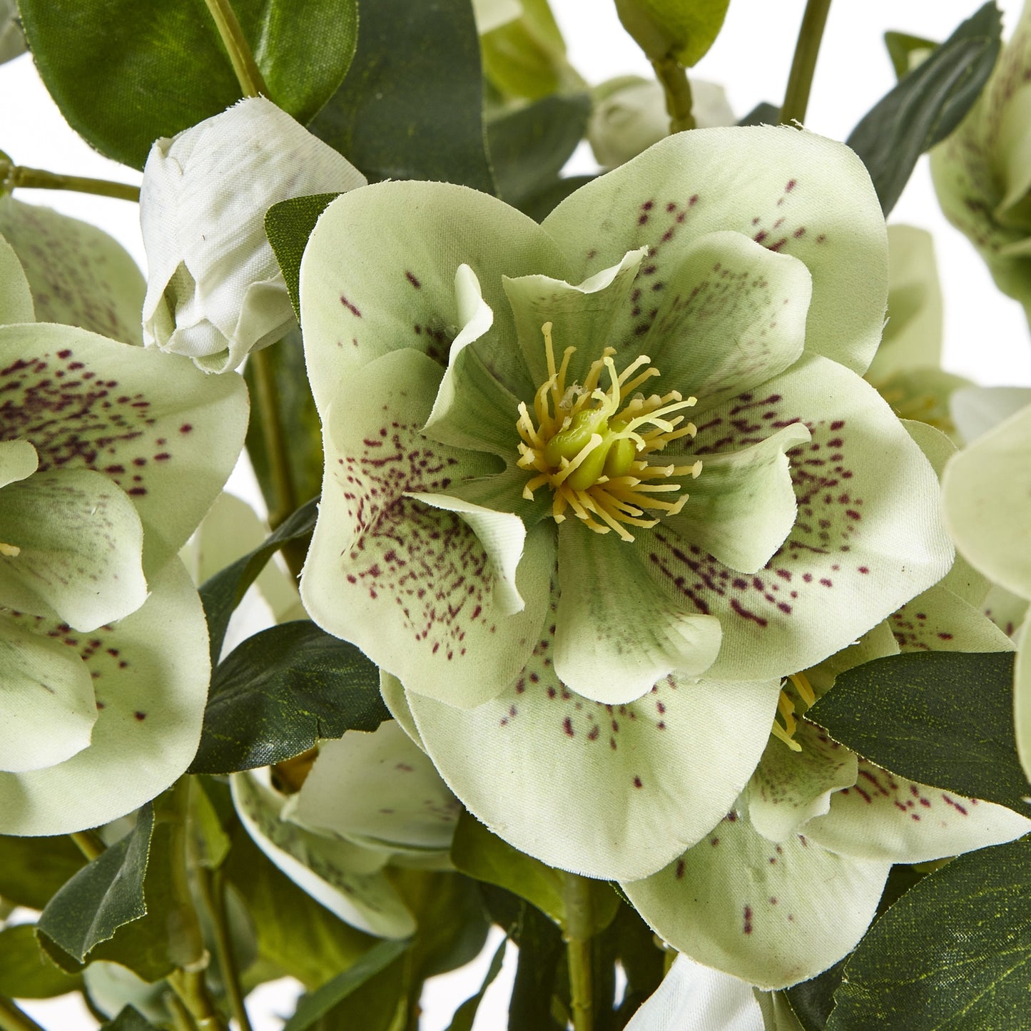 Large Green Hellebore in Taupe Pot 85cm