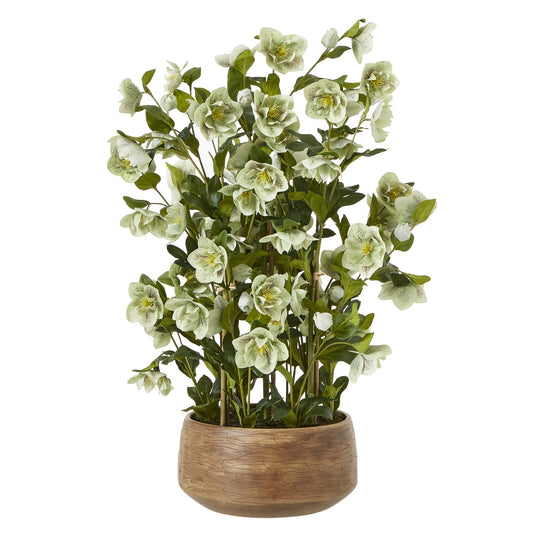Large Green Hellebore in Taupe Pot 85cm